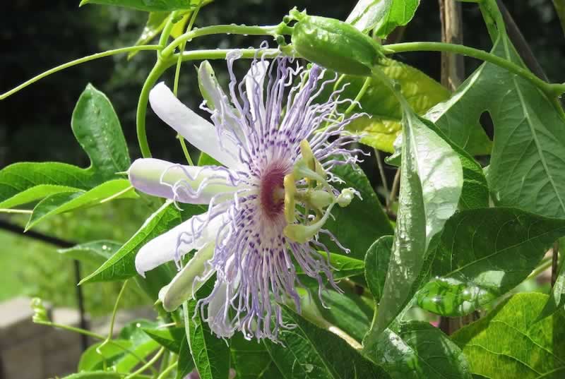 Native Passion Vine blooming in East Texas